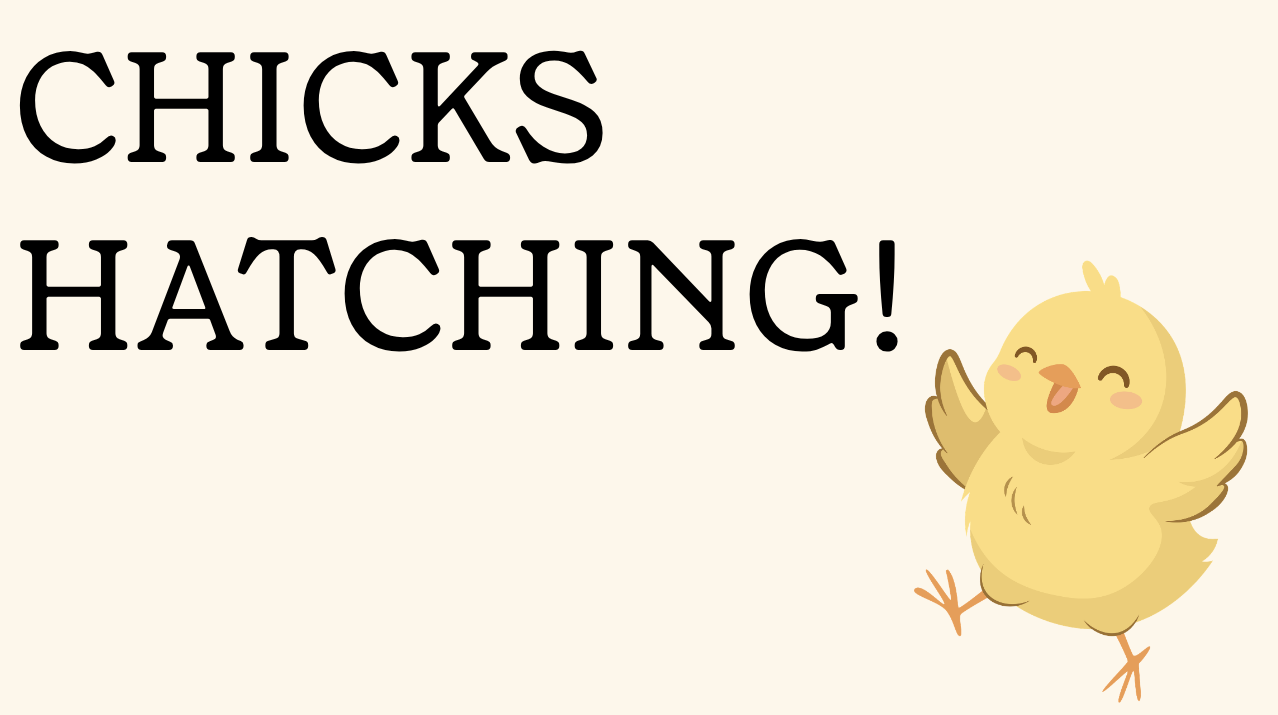 Chicks Hatching!